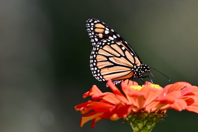 #macro #polinators #lincolnnebraska #gardening #lincolnnebraskaphotographer  I enjoyed a few minutes in the backyard this afternoon! #nikonz9