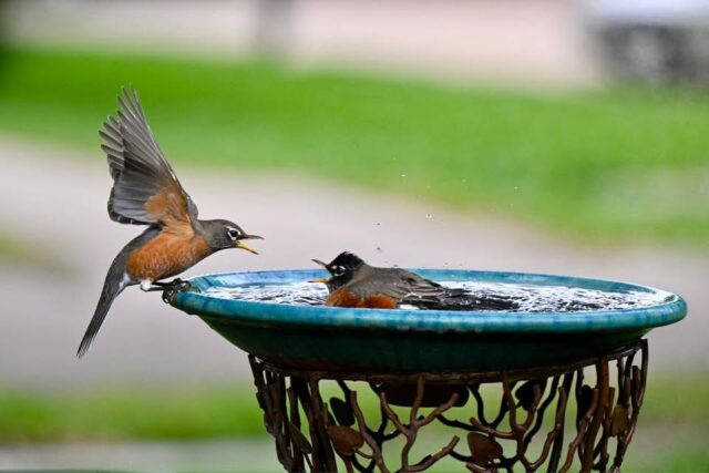 The birdbath has naked birds!
I’m posting naked photos! 
￼