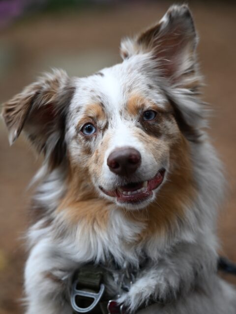#photography #dogsofinstagram #lincolnnebraskaphotographer www.theavdude.com