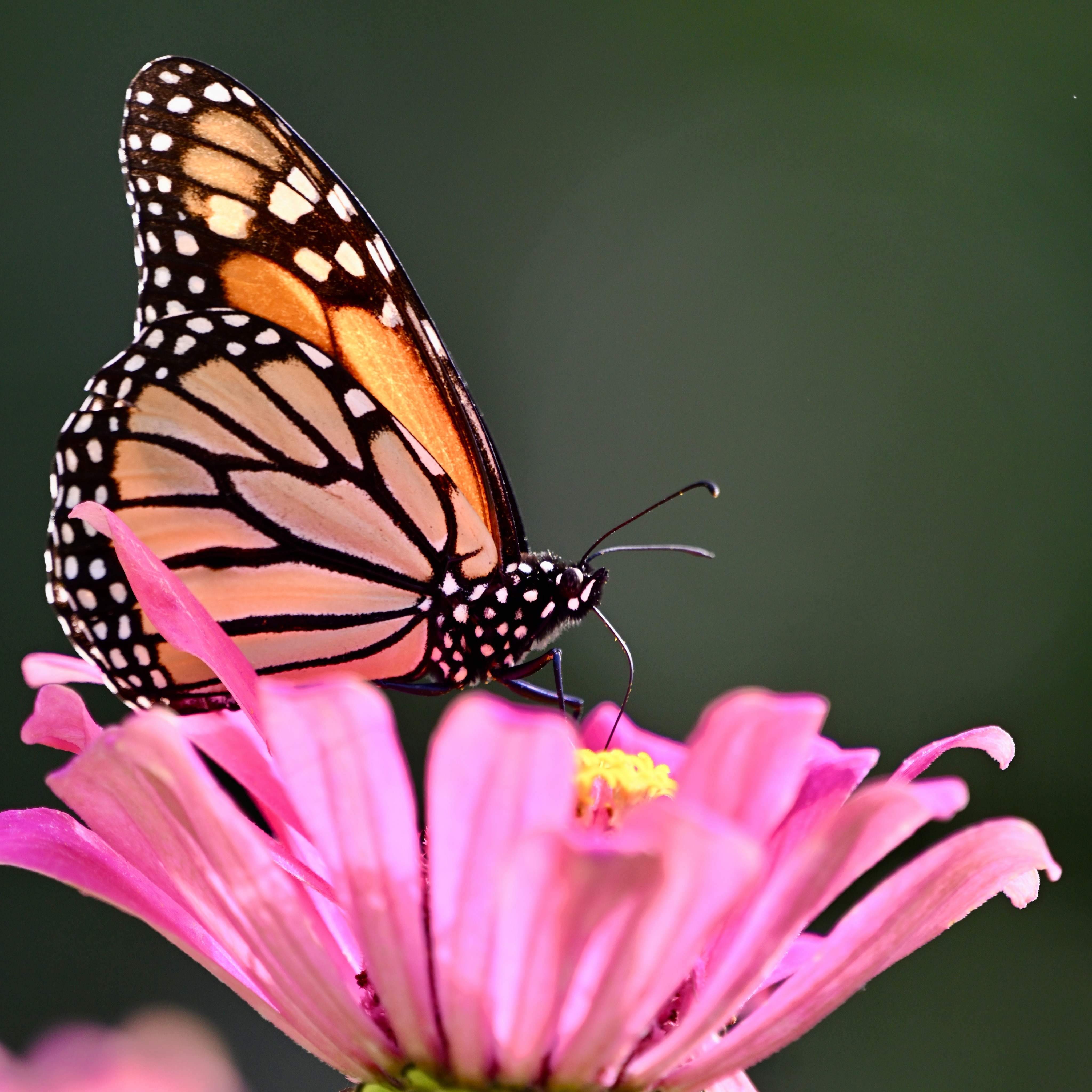 #macro #macrophotography www.theavdude.com #LincolnNebraska 
This little dude was in my back yard!